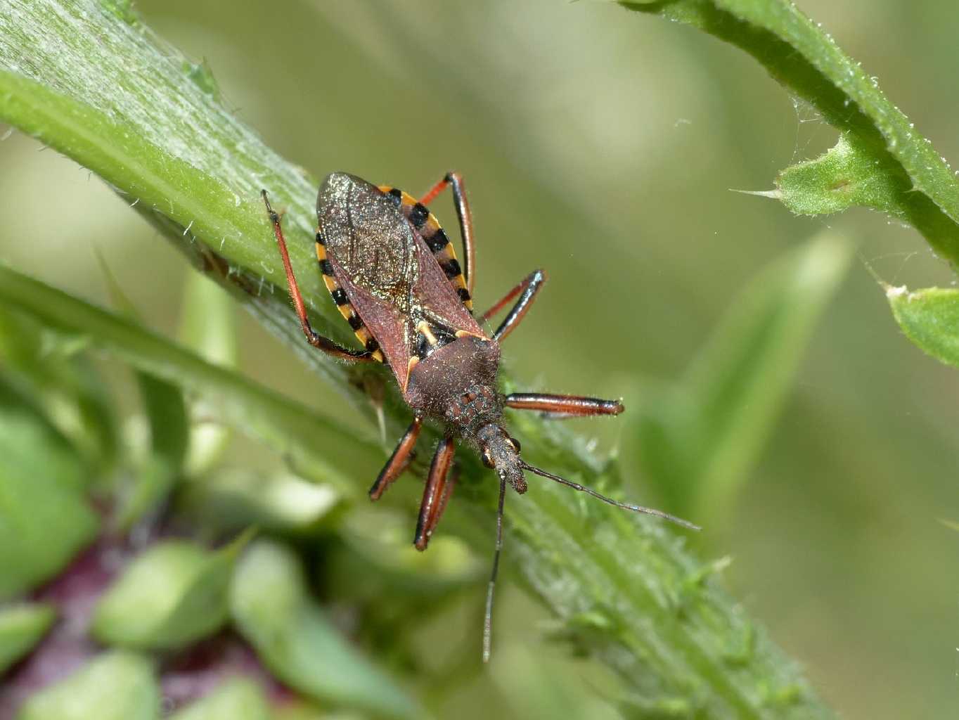 Rhinocoris erythropus di colore insolito